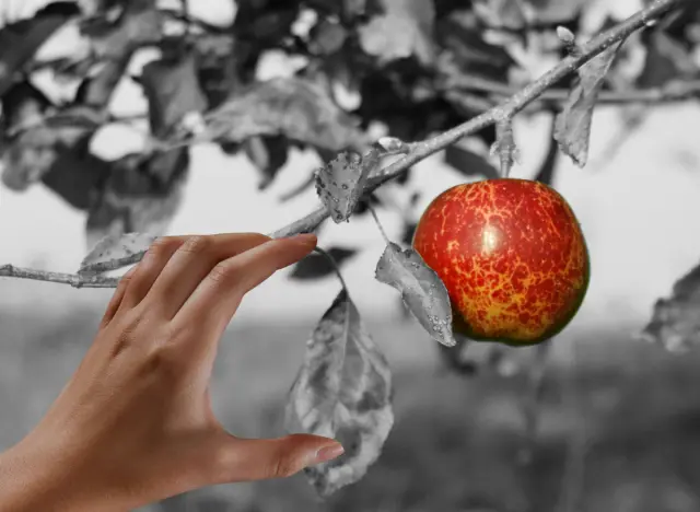"Low Fruit" book cover